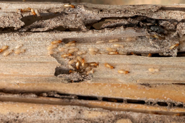Best Best Pest Control Near Me  in Reedurban, OH